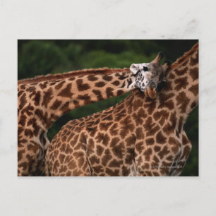 Giraffe (Giraffe camelopardalis tippleskirchi) Postkarte