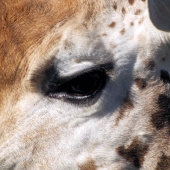 GIRAFFE GOLF HEADCOVER