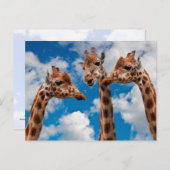 Giraffe Gossip Girls Postkarte (Vorne/Hinten)