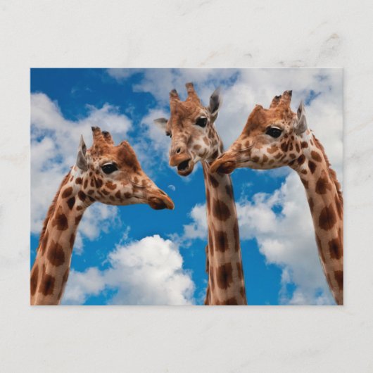Giraffe Gossip Girls Postkarte (Vorderseite)