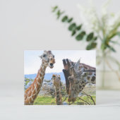 Giraffe Gossip Postcard Postkarte (Stehend Vorderseite)