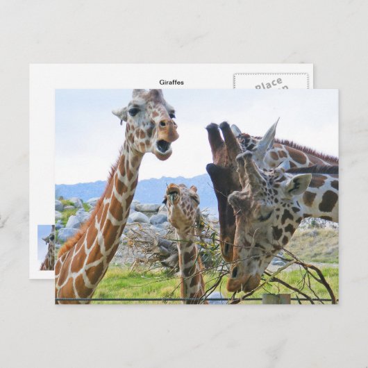 Giraffe Gossip Postcard Postkarte (Vorne/Hinten)