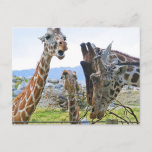 Giraffe Gossip Postcard Postkarte