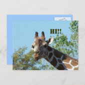 Giraffe, Hallo! Postkarte (Vorne/Hinten)