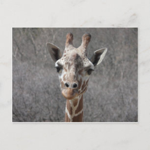 giraffe head front view postkarte