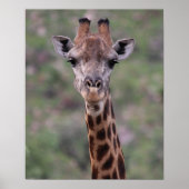 Giraffe Headshot Poster (Vorne)
