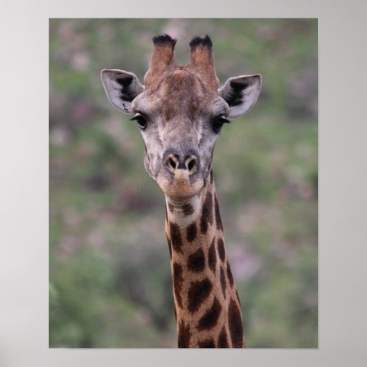 Giraffe Headshot Poster (Vorne)