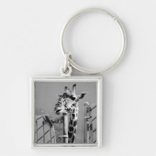 Giraffe hinter Zaun-Schwarz-Weiß-Fotografie Schlüsselanhänger