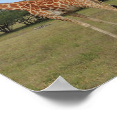Giraffe im Fossil Rim Poster (Ecke)