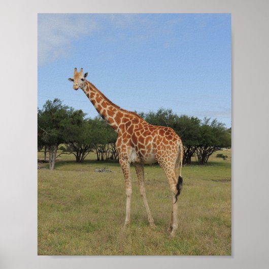 Giraffe im Fossil Rim Poster (Vorne)