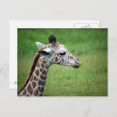 Giraffe im Regen Postkarte (Vorne/Hinten)