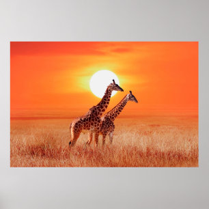 Giraffe in der afrikanischen Savanne gegen den Bac Poster