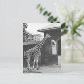 Giraffe in der Londoner Originalpostkarte Postkarte (Stehend Vorderseite)