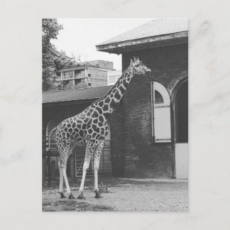 Giraffe in der Londoner Originalpostkarte Postkarte