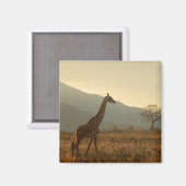 Giraffe in der Savannah Magnet (Vorderseite/Rückseite)