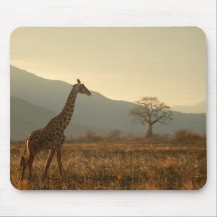 Giraffe in der Savannah Mousepad