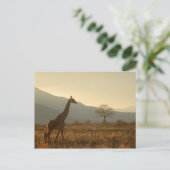Giraffe in der Savannah Postkarte (Stehend Vorderseite)