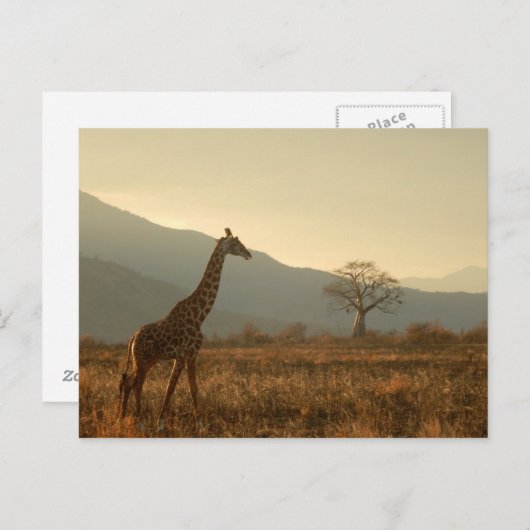 Giraffe in der Savannah Postkarte (Vorne/Hinten)