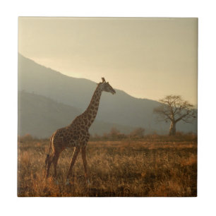 Giraffe in der Savanne Fliese
