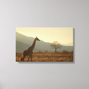 Giraffe in der Savanne Leinwanddruck