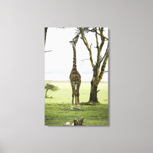 Giraffe in Kenia, Afrika Leinwanddruck