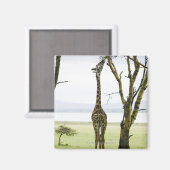 Giraffe in Kenia, Afrika Magnet (Vorderseite/Rückseite)