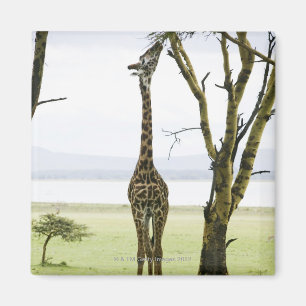 Giraffe in Kenia, Afrika Magnet