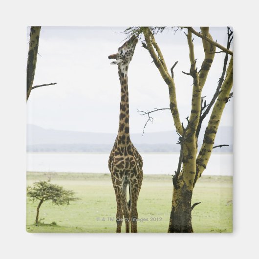 Giraffe in Kenia, Afrika Magnet (Vorne)