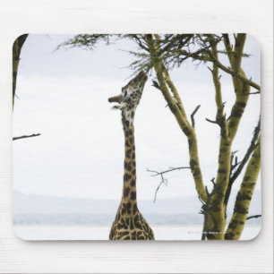 Giraffe in Kenia, Afrika Mousepad