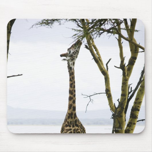 Giraffe in Kenia, Afrika Mousepad (Vorne)