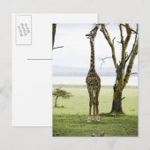 Giraffe in Kenia, Afrika Postkarte (Vorne/Hinten)