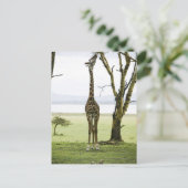 Giraffe in Kenia, Afrika Postkarte (Stehend Vorderseite)