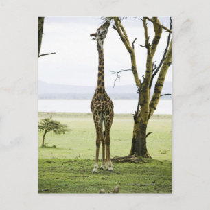 Giraffe in Kenia, Afrika Postkarte