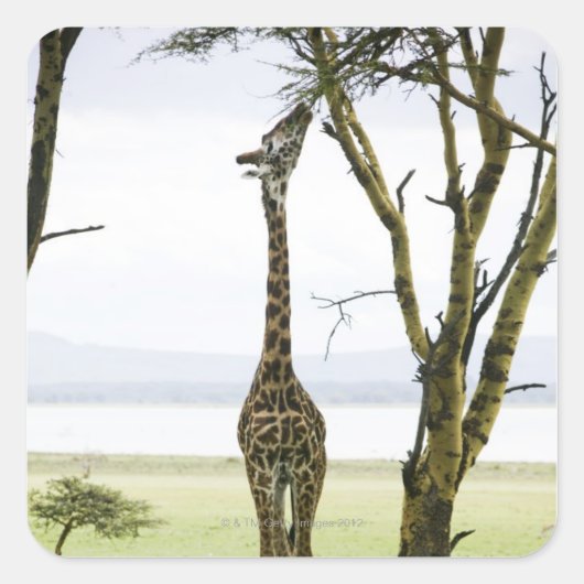 Giraffe in Kenia, Afrika Quadratischer Aufkleber (Vorderseite)