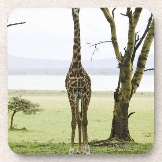 Giraffe in Kenia, Afrika Untersetzer (Vorderseite)