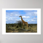 GIRAFFE IN KENYA AFRIKA POSTER (Vorne)