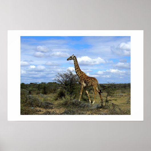GIRAFFE IN KENYA AFRIKA POSTER (Vorne)