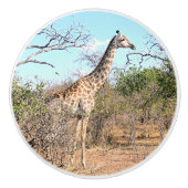GIRAFFE IN NATÜRLICHER HABITAT (BOTSWANA) KERAMIKKNAUF (Vorderseite)