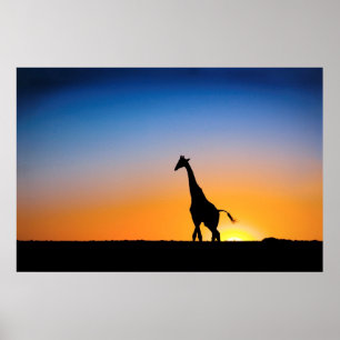 Giraffe in zentralem Kalahari-Plakat VON 8,60 Poster