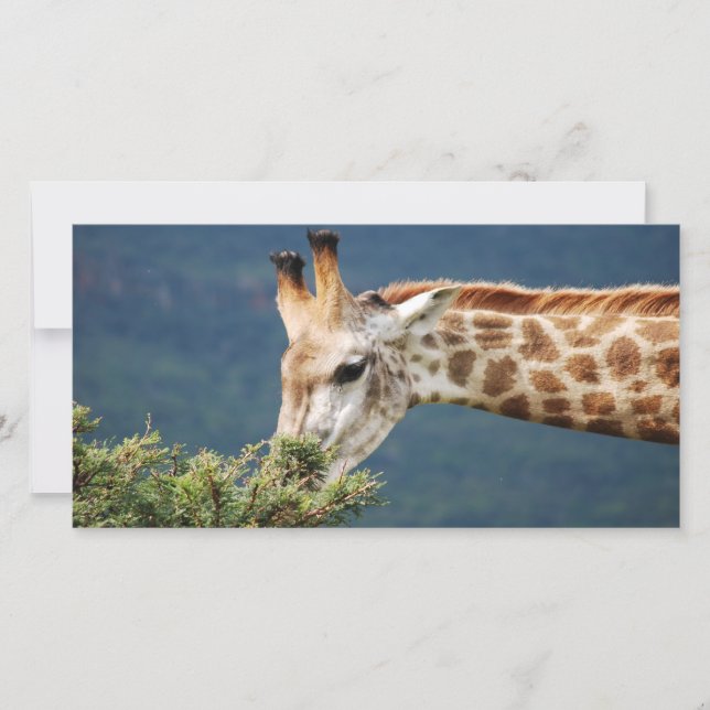Giraffe isst einige Blätter (Vorderseite)