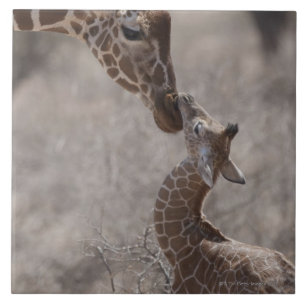 Giraffe, Kenia, Afrika Fliese