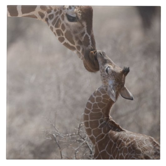 Giraffe, Kenia, Afrika Fliese (Vorderseite)