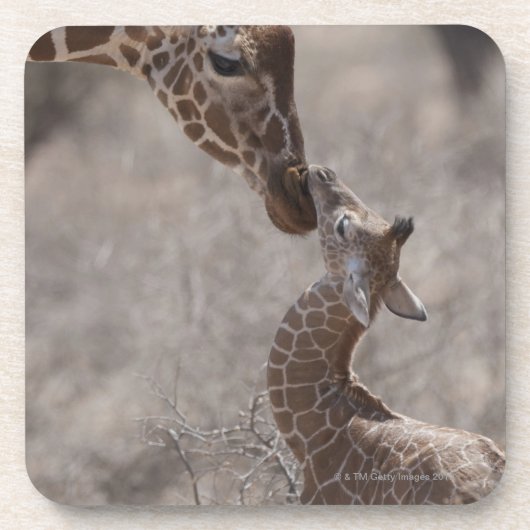 Giraffe, Kenia, Afrika Getränkeuntersetzer (Vorderseite)