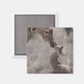 Giraffe, Kenia, Afrika Magnet (Vorderseite/Rückseite)