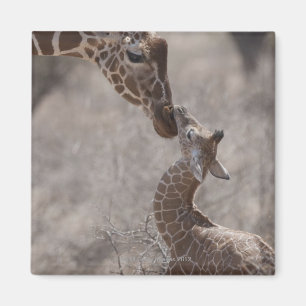 Giraffe, Kenia, Afrika Magnet