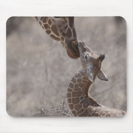 Giraffe, Kenia, Afrika Mousepad (Vorne)