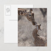 Giraffe, Kenia, Afrika Postkarte (Vorne/Hinten)