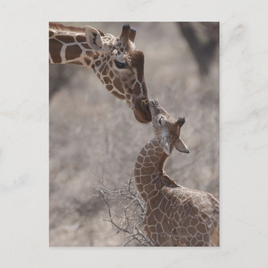 Giraffe, Kenia, Afrika Postkarte (Vorderseite)