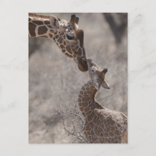 Giraffe, Kenia, Afrika Postkarte