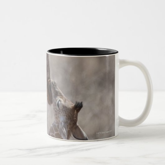 Giraffe, Kenia, Afrika Zweifarbige Tasse (Rechts)